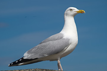 Fototapeta na wymiar Close up of a seagull
