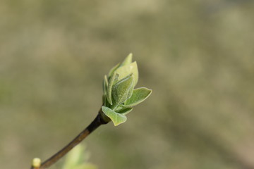 bud of a tree