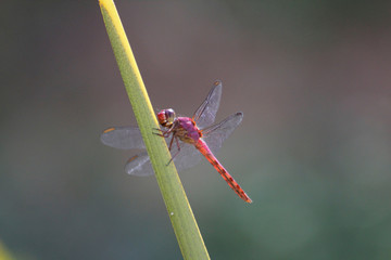 Libelula