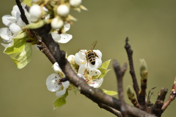 bee on blossom apple tree 