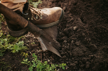 One man's foot in shoes with laces on shovel digging fresh dark ground. Planting and agricultural...