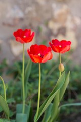 red tulip flowers in garden