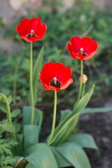 Obraz premium red tulip flowers in garden