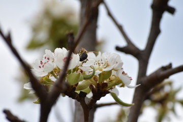 bee on blossom apple tree 