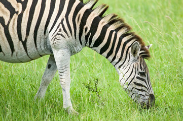 Fototapeta na wymiar Zebra grazing on grass in Umfolozi Game Reserve, South Africa, established in 1897