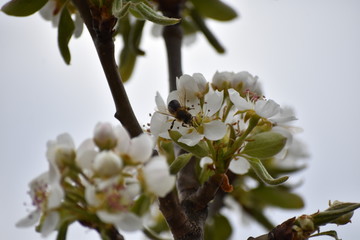 bee on blossom apple tree 