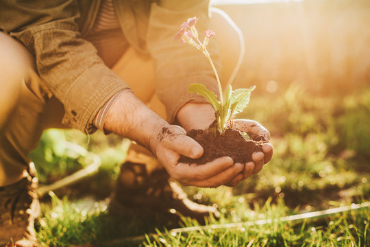 Sunny picture of man holding rich fresh dark soil in hands with flower growing in it. Ground for growing. Low cut view.