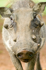 Closeup of face of warthog in Umfolozi Game Reserve, South Africa, established in 1897