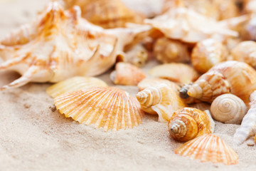 Seashells, sea stars, coral and stones on the sand, summer beach background travel concept with copy space for text.