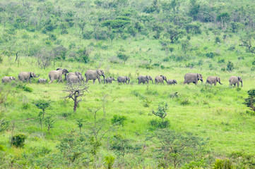 Fototapeta na wymiar Herd of elephants in the brush in Umfolozi Game Reserve, South Africa, established in 1897