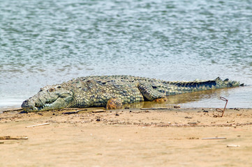 Crocodile in sun at  Greater St. Lucia Wetland Park World Heritage Site, St. Lucia, South Africa