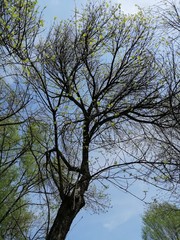 tree and sky near the river Tisa in Senta in April 2020