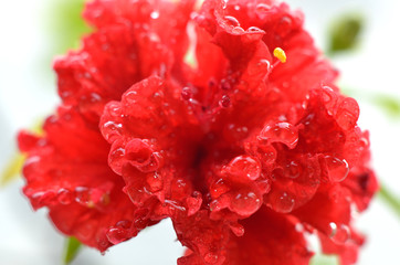 shiny clear water points from rain still attached to the red flower petals that are blooming in the afternoon
