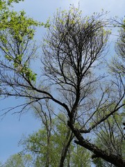 tree and sky near the river Tisa in Senta in April 2020