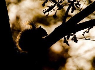 squirrel back lit in tree at sunset 