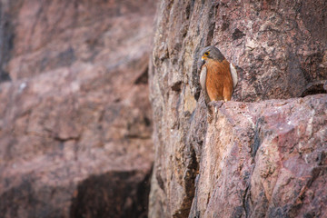 Rock Kestrel at Augrabies Waterfall