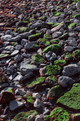 The texture of stones covered with various moss near the sea