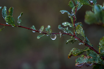 earlier foggy morning, dew accumulated on the grass, leaves of shrubs