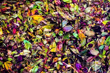 autumn leaves background