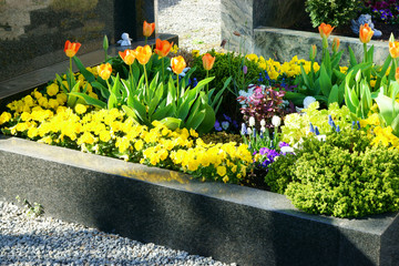 Grab auf Friedhof mit Frühlingsblumen, copy space