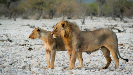 Fototapeta na wymiar Male and female lion