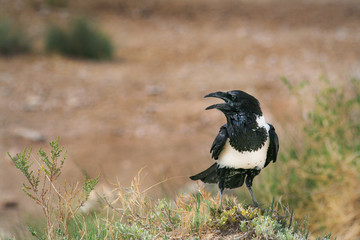 Pied crow in summer heat