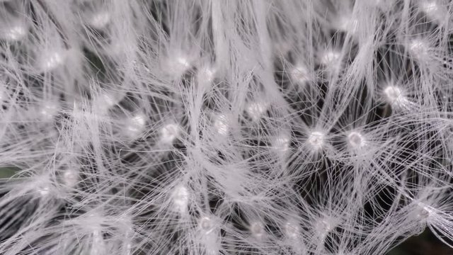 extreme macro timelapse of a dandelion pappus, white tuft motion