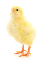 Small yellow chicken