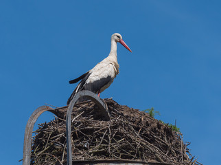 Fototapeta premium White stork.