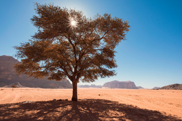 lonely tree in the wadi rum desert in jordan