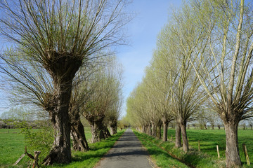 Allee aus Kopfweiden im Naturschutzgebiet Gunnewiesen, Delbrücker Land, Paderborner Land, Kreis...
