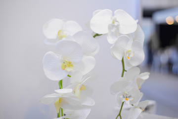 white blooming orchid with lots of flowers