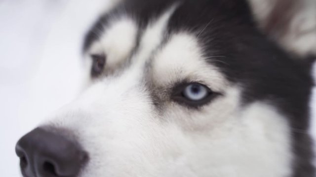 husky dog with different eyes