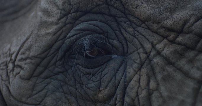 Extreme close up shot of the eye of an African elephant filmed in slow motion.