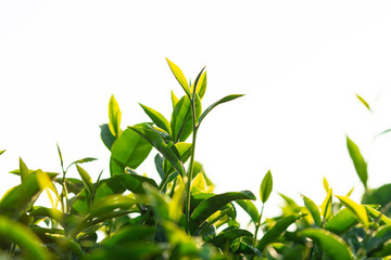 Green tea field in the morning light ,organic tea plantations at chiangrai thailand