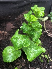 diferentes tipos de plantas