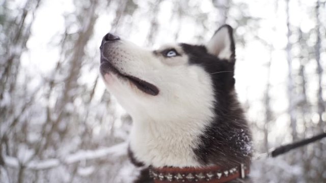 husky dog face