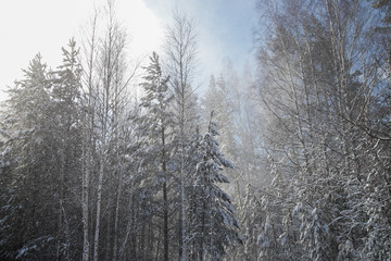 Forest in winter covered by snow