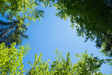 tree crowns in springlike green, view from bottom up.