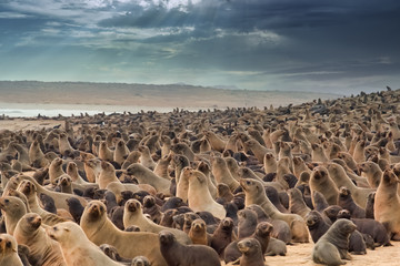 Huge cape fur seal colonies crowding the beaches of the Cape Cross Seal Reserve, Skeleton Coast,...