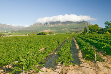 Fototapeta na wymiar Vineyards of Stellenbosch wine region, outside of Cape Town, South Africa