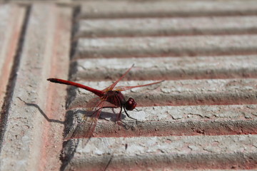 Naklejka premium red dragonfly on the stone