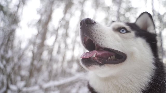 husky dog breathes steam in winter