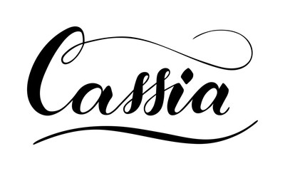 Vector hand written cassia text isolated on white background. Kitchen healthy herbs and spices for cooking. Script brushpen lettering with flourishes. Handwriting for banner, poster, product label
