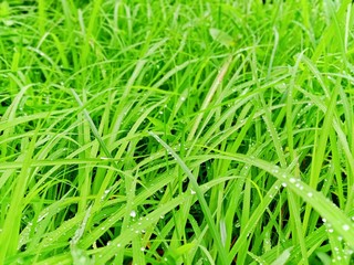 Fototapeta na wymiar grass type