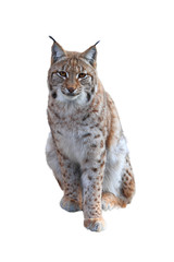 Porträt des sitzenden eurasischen Luchses (Lynx lynx) lokalisiert auf weißem Hintergrund. Raubtier in der Wintersaison. Wilde Raubkatze aus dem Bayerischen Wald. Wildlife-Szene aus der Natur. Lebensraum Europa, Asien.