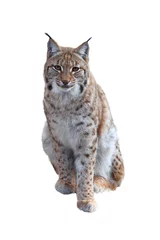 Fototapete Luchs Porträt des sitzenden eurasischen Luchses (Lynx lynx) lokalisiert auf weißem Hintergrund. Raubtier in der Wintersaison. Wilde Raubkatze aus dem Bayerischen Wald. Wildlife-Szene aus der Natur. Lebensraum Europa, Asien.