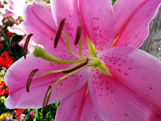 the center of Pink tiger lily flower with blurred background