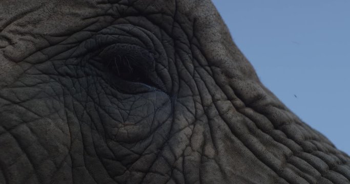 Extreme close up shot of the eye of an African elephant filmed in slow motion.