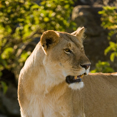 Fototapeta na wymiar Lion in the Maasai Mara national Park, Kenya